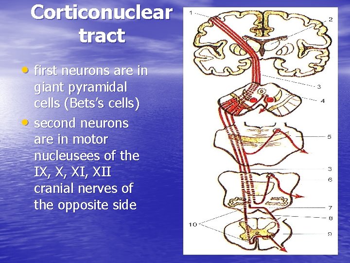 Corticonuclear tract • first neurons are in • giant pyramidal cells (Bets’s cells) second