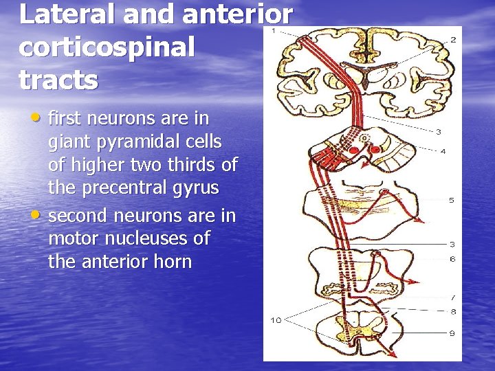 Lateral and anterior corticospinal tracts • first neurons are in • giant pyramidal cells