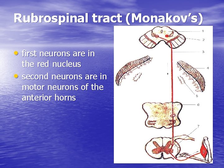 Rubrospinal tract (Monakov’s) • first neurons are in • the red nucleus second neurons