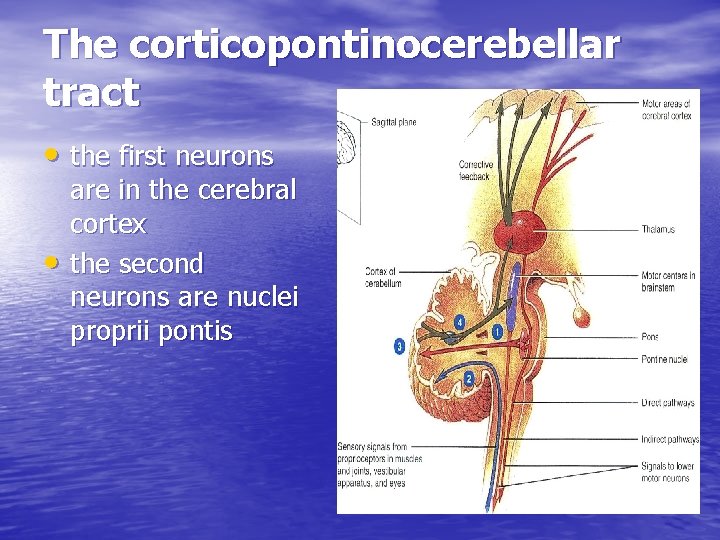 The corticopontinocerebellar tract • the first neurons • are in the cerebral cortex the