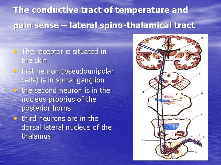 The conductive tract of temperature and pain sense – lateral spino-thalamical tract • The