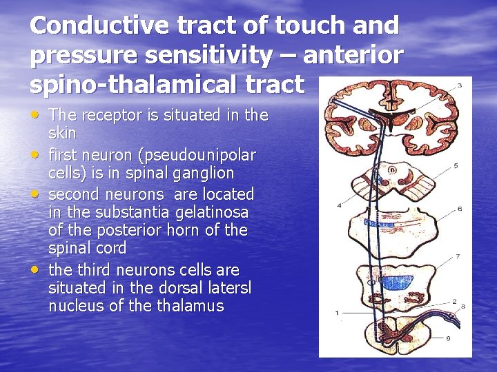 Conductive tract of touch and pressure sensitivity – anterior spino-thalamical tract • The receptor