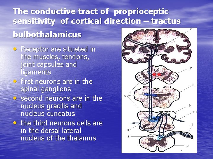 The conductive tract of proprioceptic sensitivity of cortical direction – tractus bulbothalamicus • Receptor