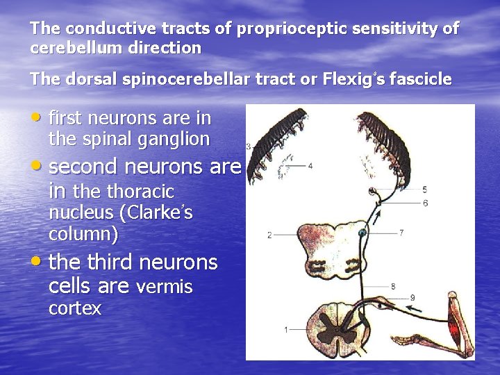 The conductive tracts of proprioceptic sensitivity of cerebellum direction The dorsal spinocerebellar tract or