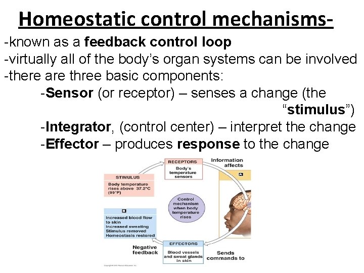 Homeostatic control mechanisms-known as a feedback control loop -virtually all of the body’s organ