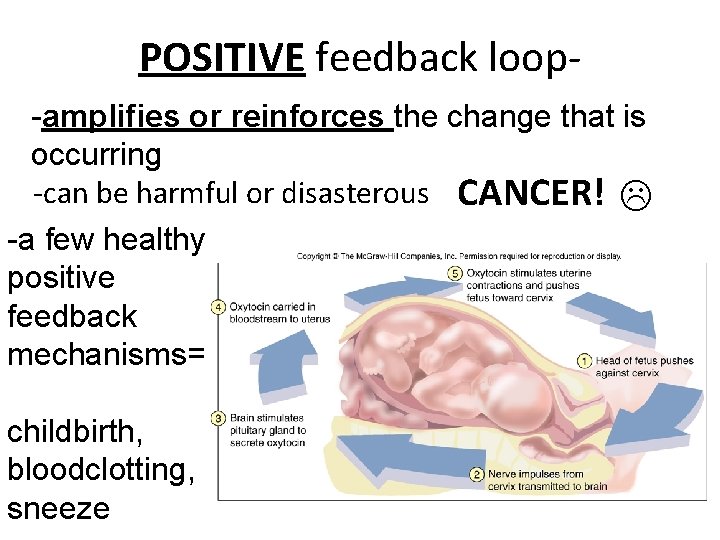 POSITIVE feedback loop-amplifies or reinforces the change that is occurring -can be harmful or