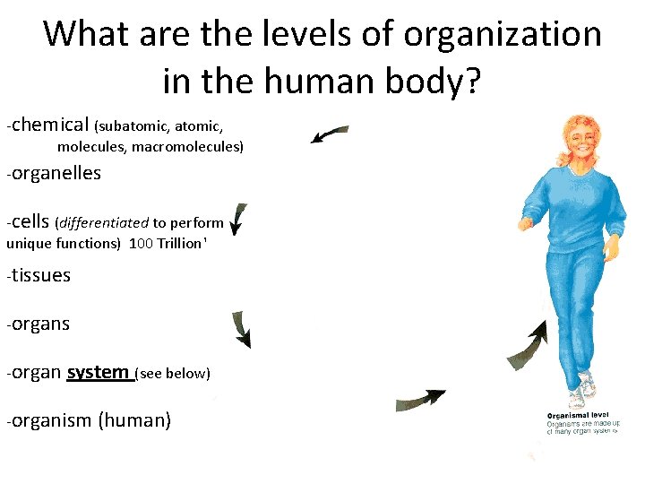 What are the levels of organization in the human body? -chemical (subatomic, molecules, macromolecules)