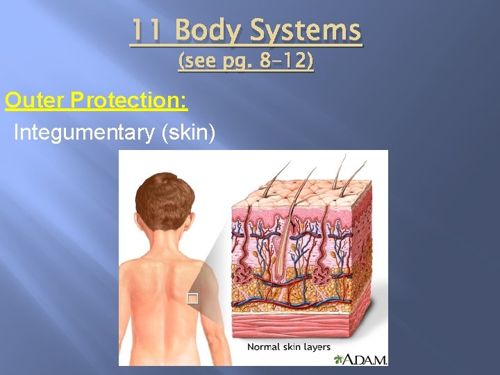 11 Body Systems (see pg. 8 -12) Outer Protection: Integumentary (skin) 