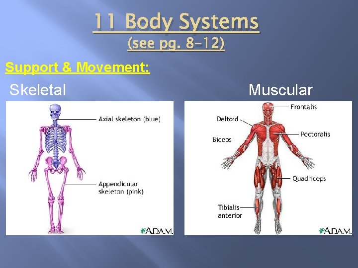11 Body Systems (see pg. 8 -12) Support & Movement: Skeletal Muscular 