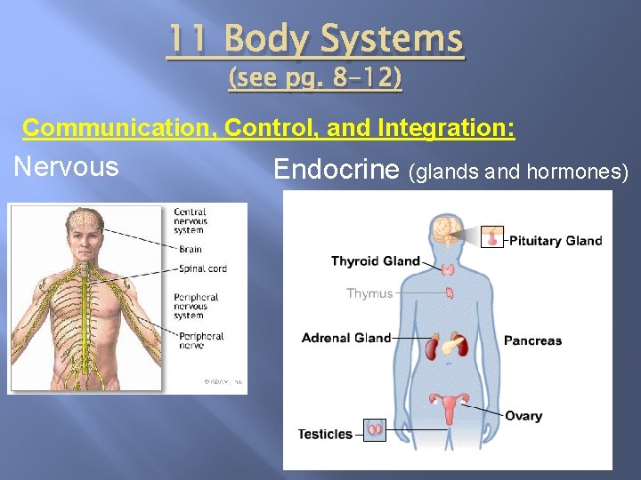11 Body Systems (see pg. 8 -12) Communication, Control, and Integration: Nervous Endocrine (glands