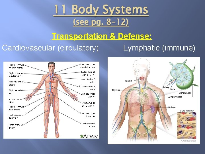 11 Body Systems (see pg. 8 -12) Transportation & Defense: Cardiovascular (circulatory) Lymphatic (immune)