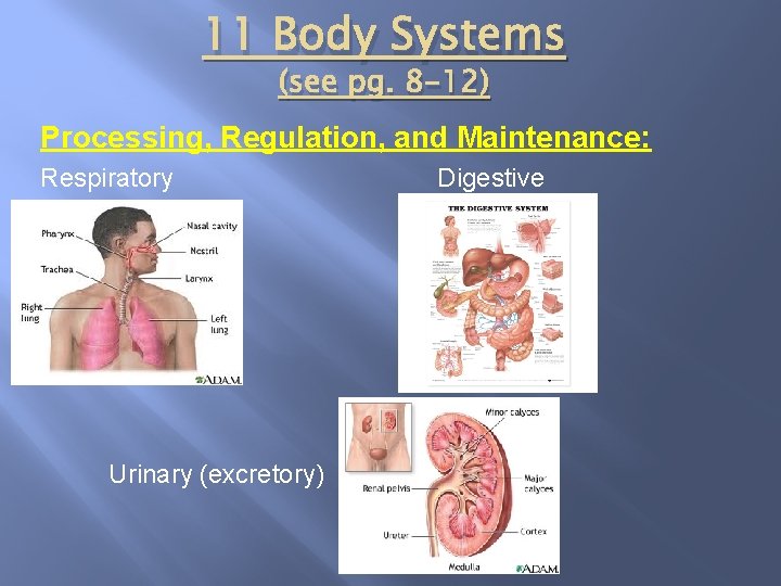 11 Body Systems (see pg. 8 -12) Processing, Regulation, and Maintenance: Respiratory Urinary (excretory)