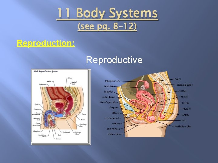 11 Body Systems (see pg. 8 -12) Reproduction: Reproductive 