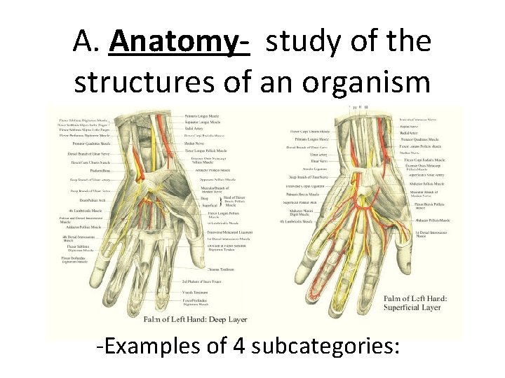 A. Anatomy- study of the structures of an organism -Examples of 4 subcategories: 