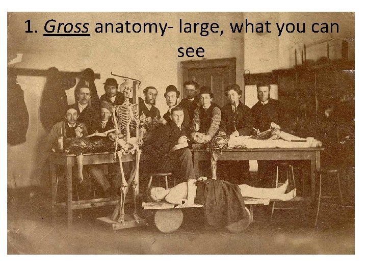 1. Gross anatomy- large, what you can see 