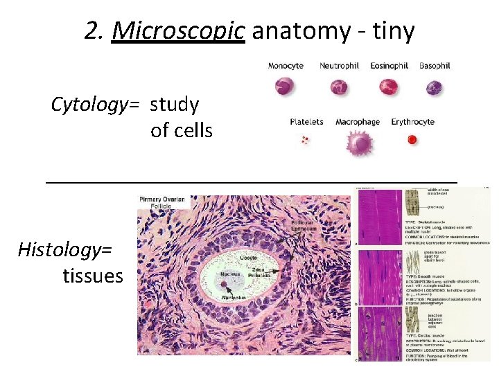 2. Microscopic anatomy - tiny Cytology= study of cells Histology= tissues 