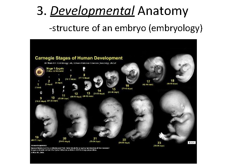 3. Developmental Anatomy -structure of an embryo (embryology) 