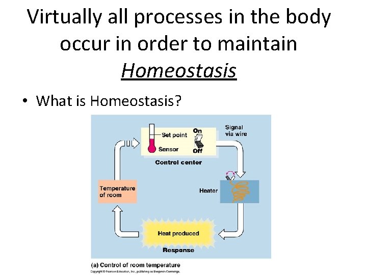 Virtually all processes in the body occur in order to maintain Homeostasis • What