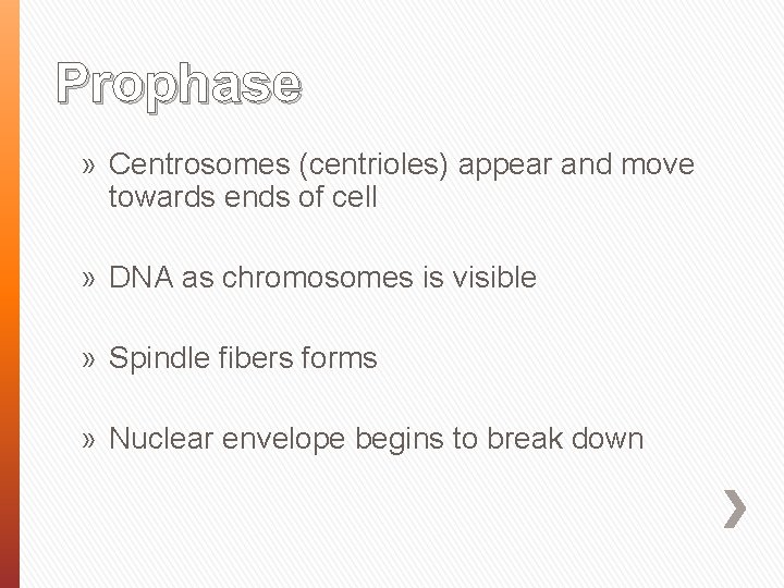 Prophase » Centrosomes (centrioles) appear and move towards ends of cell » DNA as