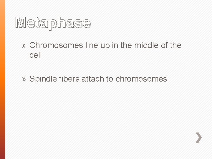 Metaphase » Chromosomes line up in the middle of the cell » Spindle fibers