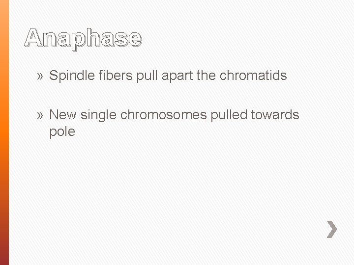 Anaphase » Spindle fibers pull apart the chromatids » New single chromosomes pulled towards