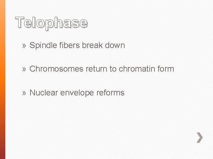 Telophase » Spindle fibers break down » Chromosomes return to chromatin form » Nuclear