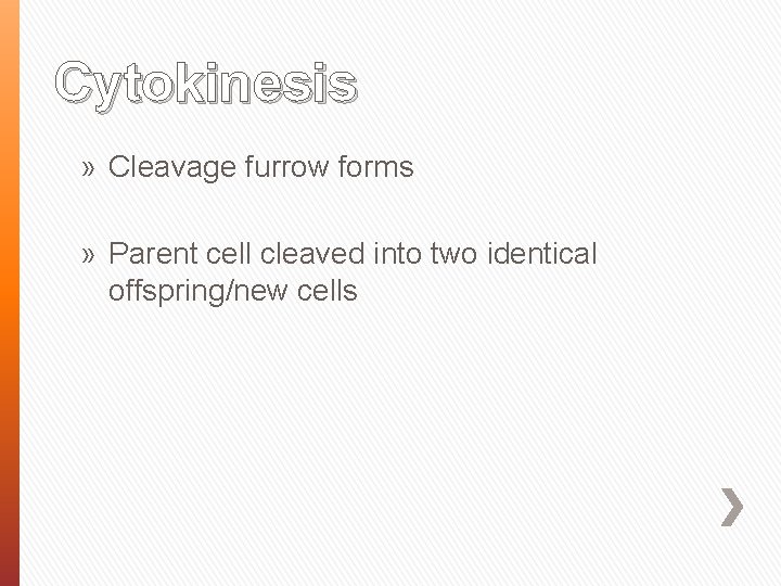 Cytokinesis » Cleavage furrow forms » Parent cell cleaved into two identical offspring/new cells