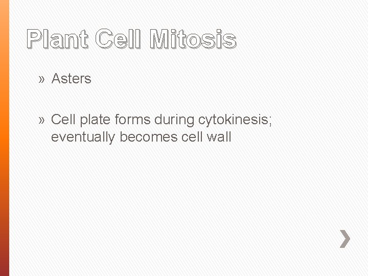 Plant Cell Mitosis » Asters » Cell plate forms during cytokinesis; eventually becomes cell