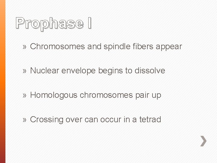 Prophase I » Chromosomes and spindle fibers appear » Nuclear envelope begins to dissolve