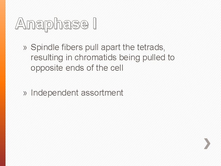 Anaphase I » Spindle fibers pull apart the tetrads, resulting in chromatids being pulled