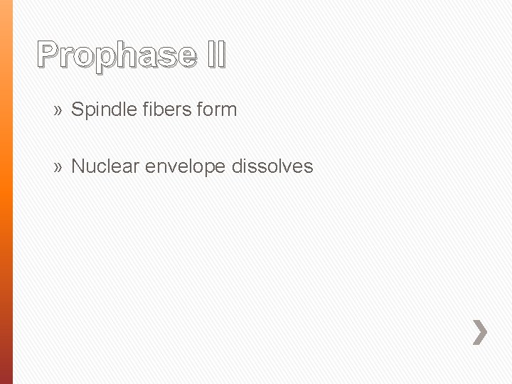 Prophase II » Spindle fibers form » Nuclear envelope dissolves 