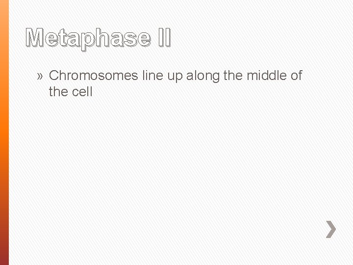 Metaphase II » Chromosomes line up along the middle of the cell 