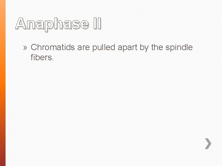 Anaphase II » Chromatids are pulled apart by the spindle fibers. 