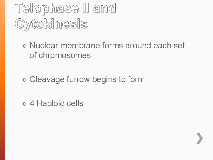 Telophase II and Cytokinesis » Nuclear membrane forms around each set of chromosomes »