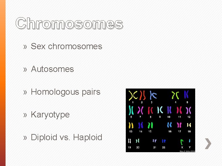 Chromosomes » Sex chromosomes » Autosomes » Homologous pairs » Karyotype » Diploid vs.