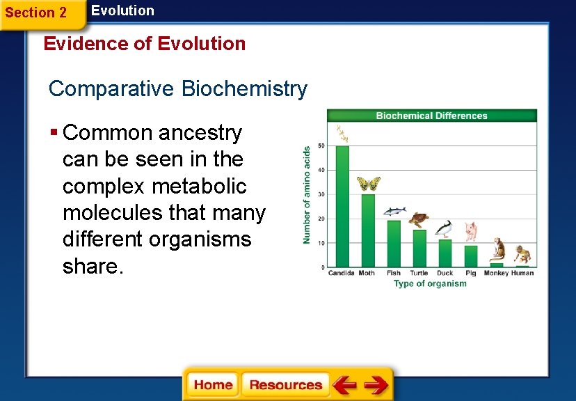 Section 2 Evolution Evidence of Evolution Comparative Biochemistry § Common ancestry can be seen Section 2 Evolution Evidence of Evolution Comparative Biochemistry § Common ancestry can be seen