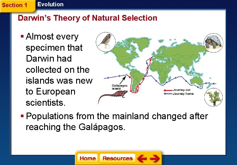 Section 1 Evolution Darwin’s Theory of Natural Selection § Almost every specimen that Darwin Section 1 Evolution Darwin’s Theory of Natural Selection § Almost every specimen that Darwin