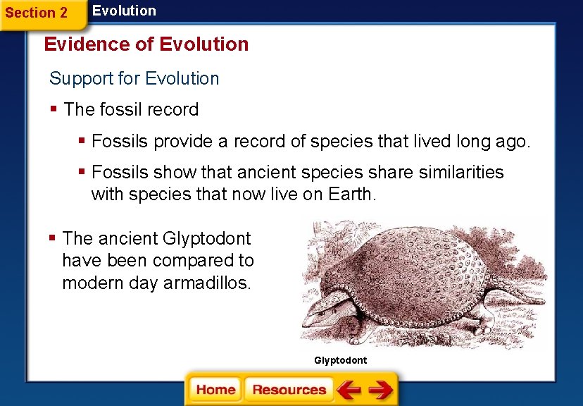 Section 2 Evolution Evidence of Evolution Support for Evolution § The fossil record § Section 2 Evolution Evidence of Evolution Support for Evolution § The fossil record §