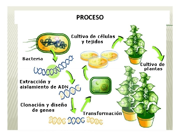 PROCESO 