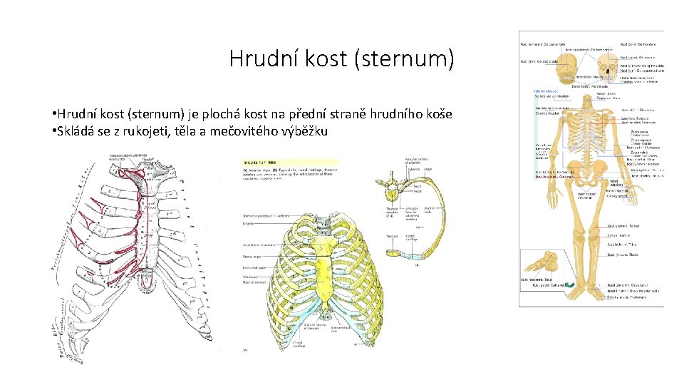 Hrudní kost (sternum) • Hrudní kost (sternum) je plochá kost na přední straně hrudního