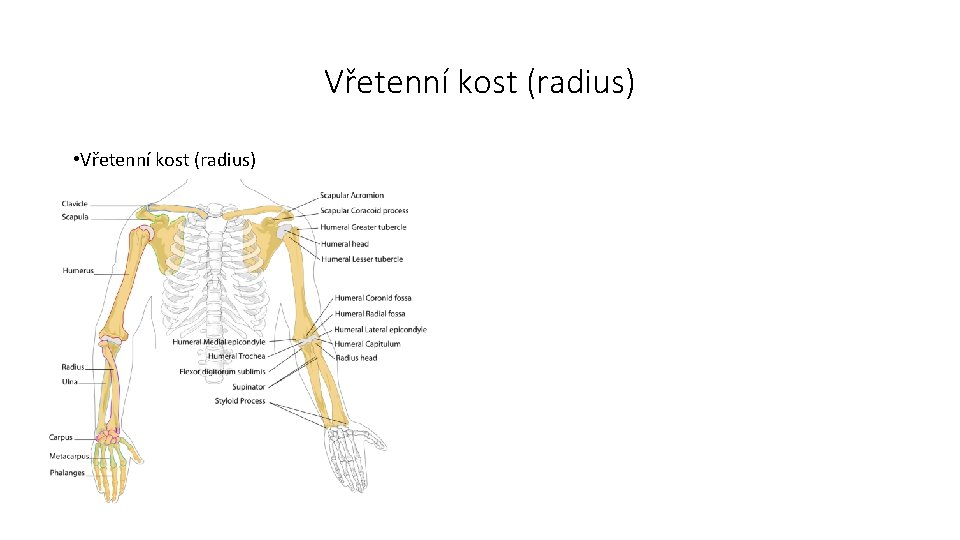 Vřetenní kost (radius) • Vřetenní kost (radius) 