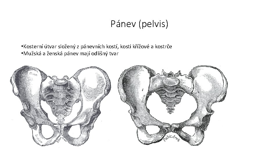 Pánev (pelvis) • Kosterní útvar složený z pánevních kostí, kosti křížové a kostrče •