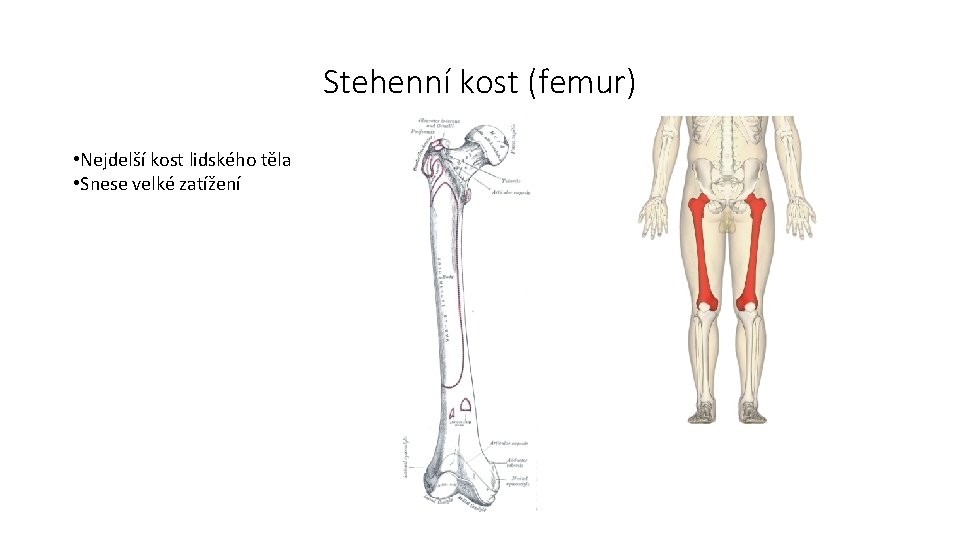 Stehenní kost (femur) • Nejdelší kost lidského těla • Snese velké zatížení 