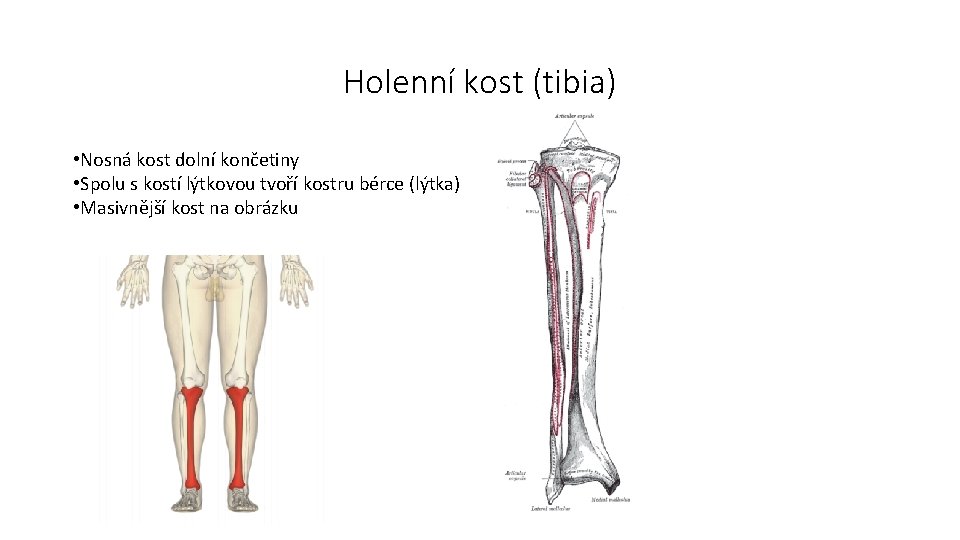 Holenní kost (tibia) • Nosná kost dolní končetiny • Spolu s kostí lýtkovou tvoří