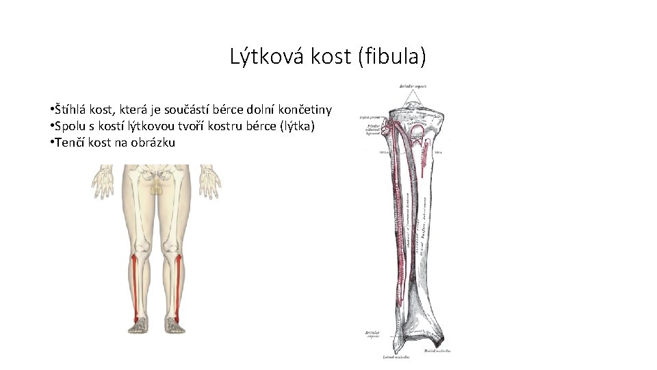 Lýtková kost (fibula) • Štíhlá kost, která je součástí bérce dolní končetiny • Spolu