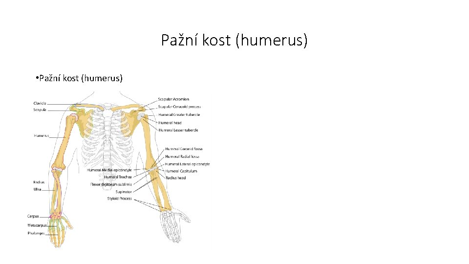Pažní kost (humerus) • Pažní kost (humerus) 