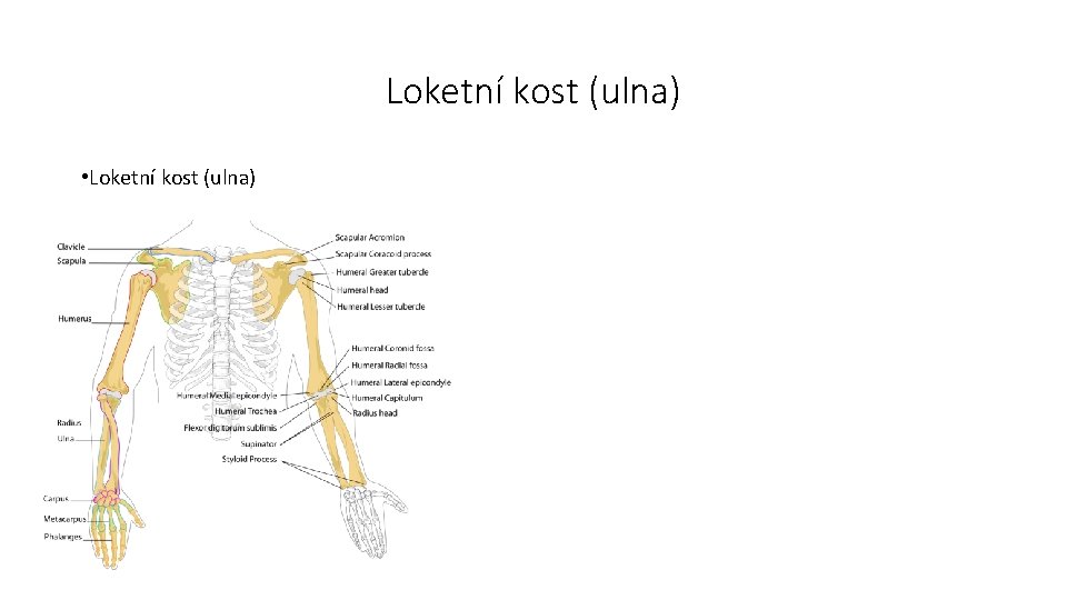 Loketní kost (ulna) • Loketní kost (ulna) 