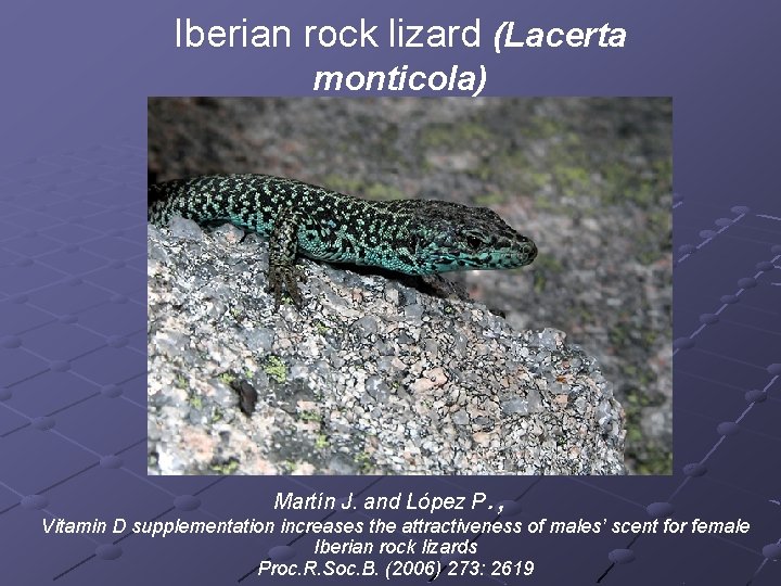 Iberian rock lizard (Lacerta monticola) Martín J. and López P . , Vitamin D