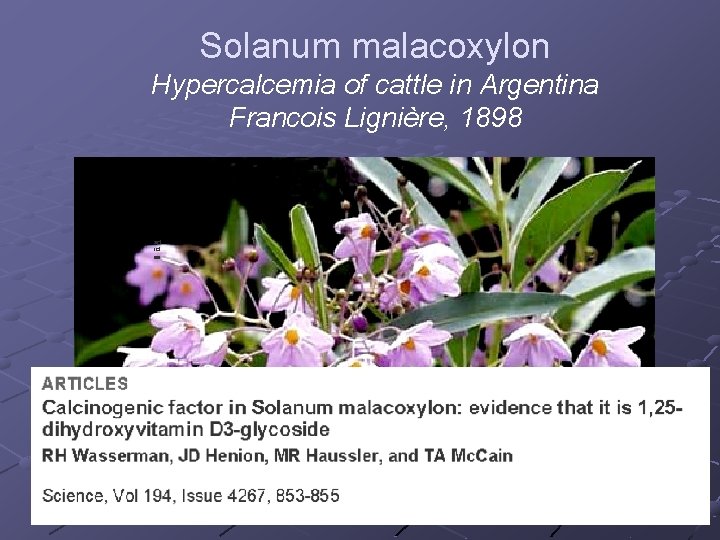 Solanum malacoxylon Hypercalcemia of cattle in Argentina Francois Lignière, 1898 art icl es 