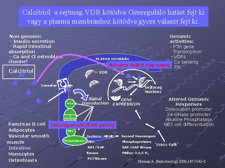 Calcitriol a sejtmag VDR kötődve Génreguláló hatást fejt ki vagy a plasma membránhoz kötődve